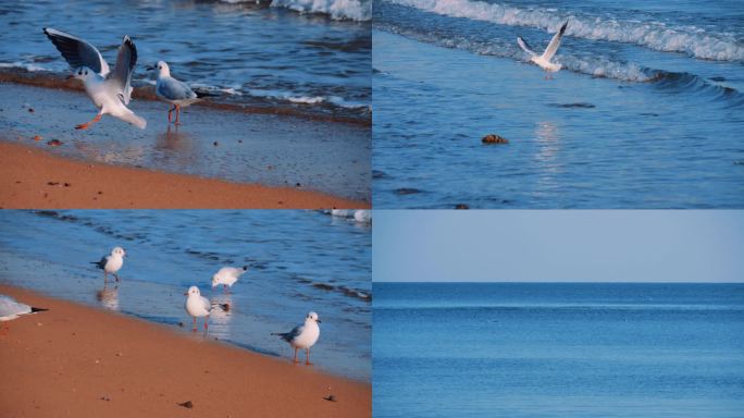 沙滩上的海鸥 升格拍摄
