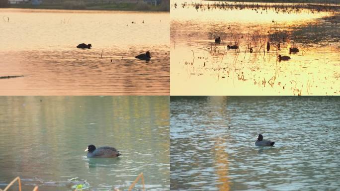 夕阳下觅食的野生水鸟白骨顶鸡红骨顶鸡