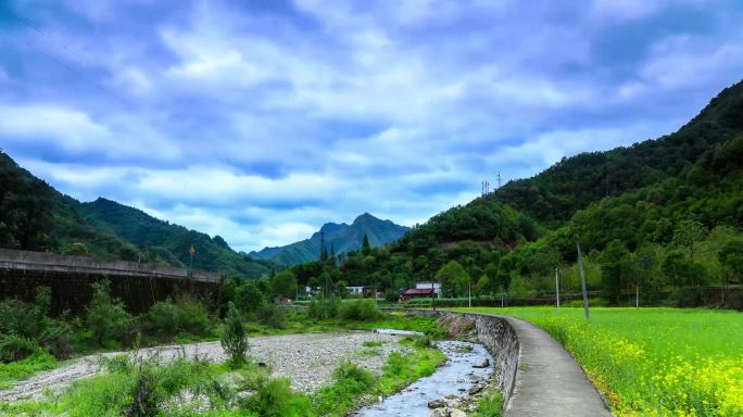 油菜花延时