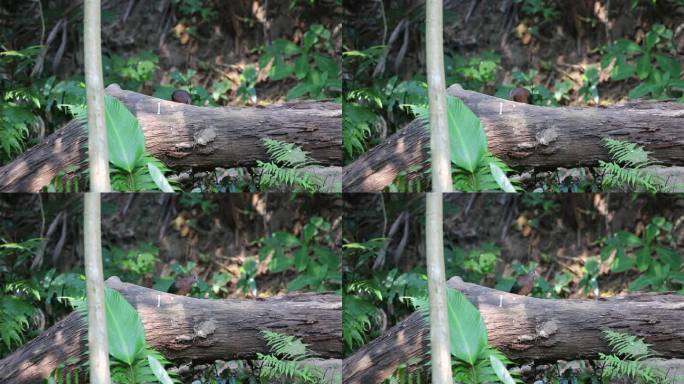 绿翅金鸠树地上觅食 绿色的羽色非常漂亮