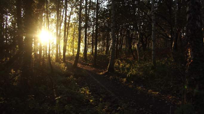 清晨的森林