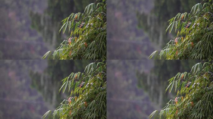4k实拍竹叶下雨天背景视频素材