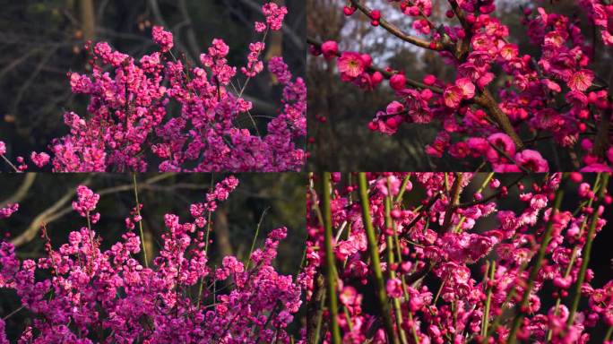 红色梅花盛开蜜蜂飞舞