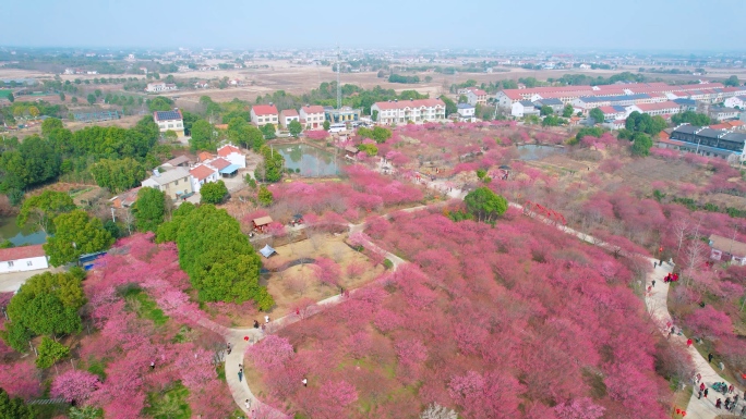 航拍梅园，梅花素材，赏花，春天梅花风景区