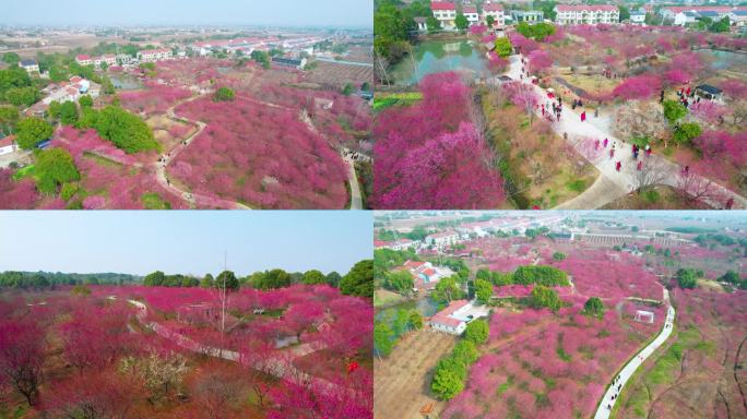 航拍梅园，梅花素材，赏花，春天梅花风景区