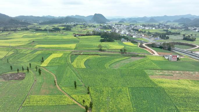 4K航拍 罗平油菜花田近景