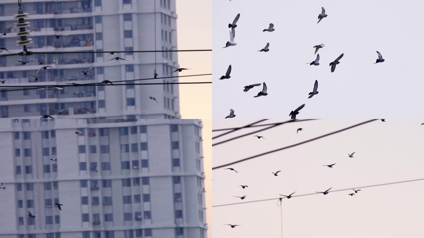 鸽子飞翔 群鸟特写 夕阳鸟群 郊区大鸟群