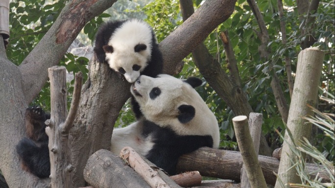 大熊猫母子亲001