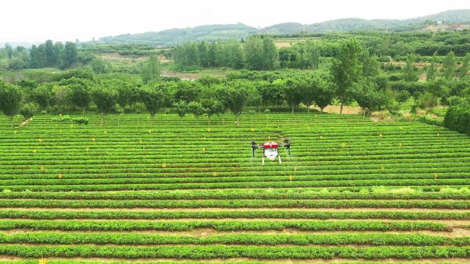 4K高清植保无人机茶田茶地喷药