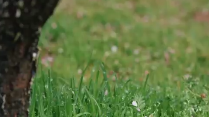 福州林阳禅寺log素材 4k