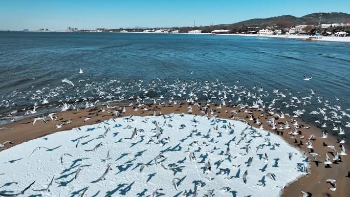 4K冬季海滩湿地海鸥群鸟