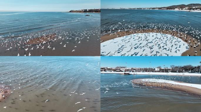 4K冬季海滩湿地海鸥群鸟