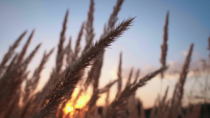 夕阳下逆光唯美芦苇花空镜