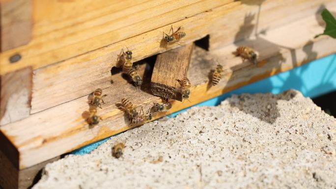 中华蜂蜜蜂养殖高清素材