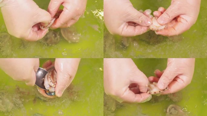 小海鲜鲍鱼处理清洗去内脏