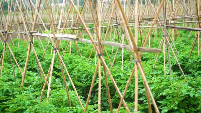 番茄种植庄稼田地农业经济作物