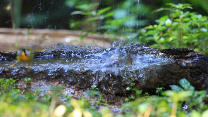 银耳相思鸟洗澡、喝水