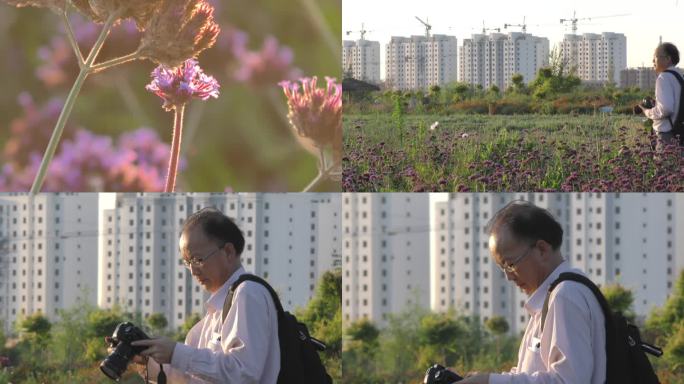 花海摄影师拍照艺术创作马鞭草早晨阳光灿烂