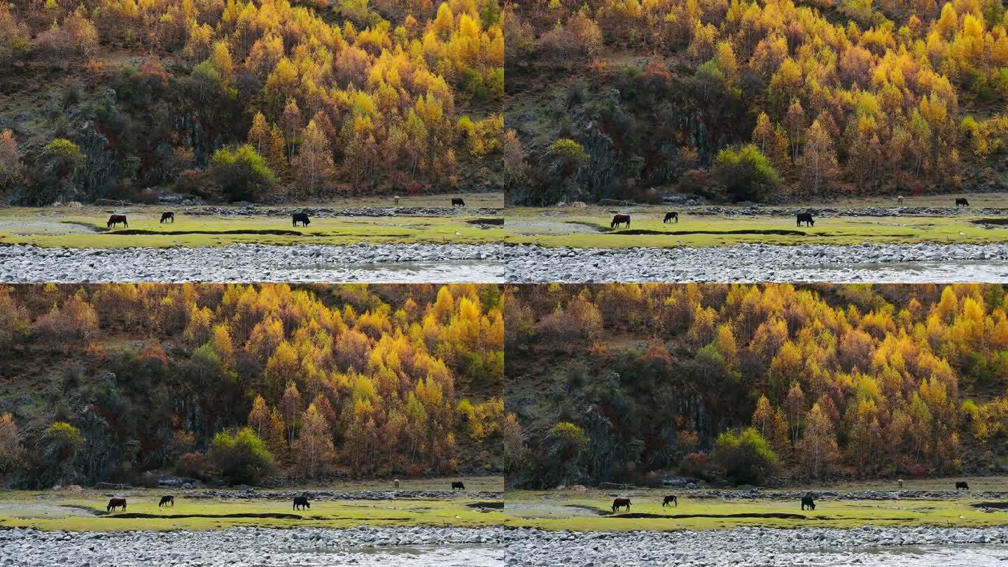 川西秋天金黄色的山林和牛群