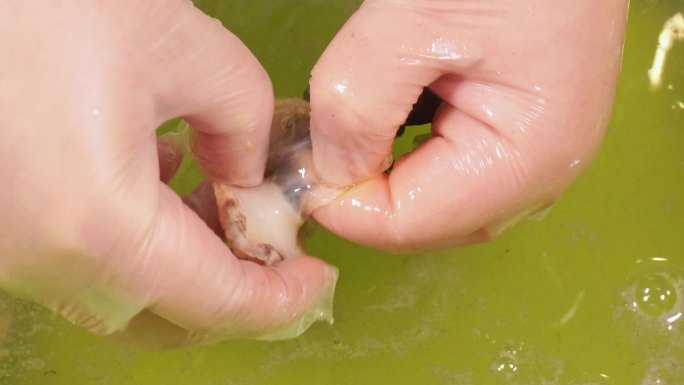 小海鲜鲍鱼处理清洗去内脏