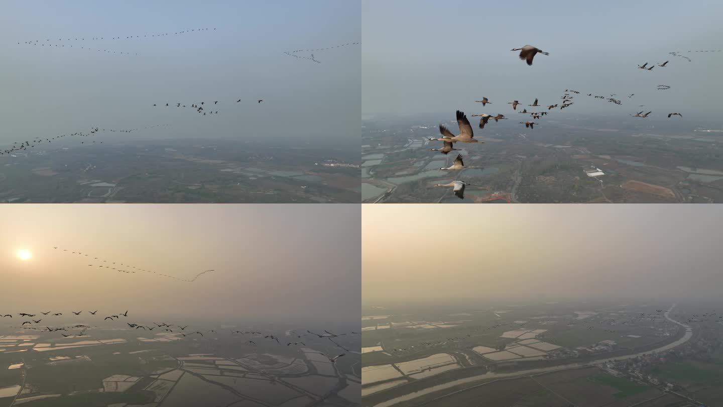 大群白鹤群灰鹤在武汉的天上排成队飞翔迁徙