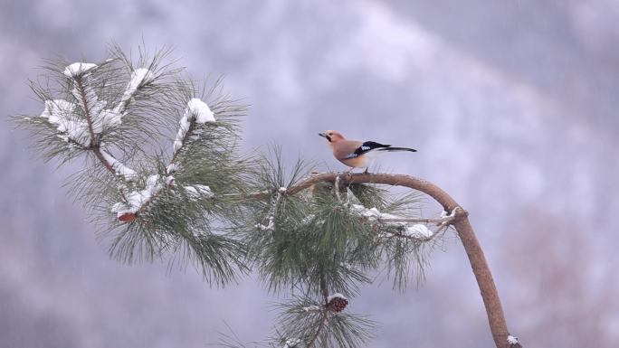 大雪纷飞 鸟类摄影 摄影人振奋的声音