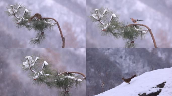 大雪纷飞 鸟类摄影 摄影人振奋的声音