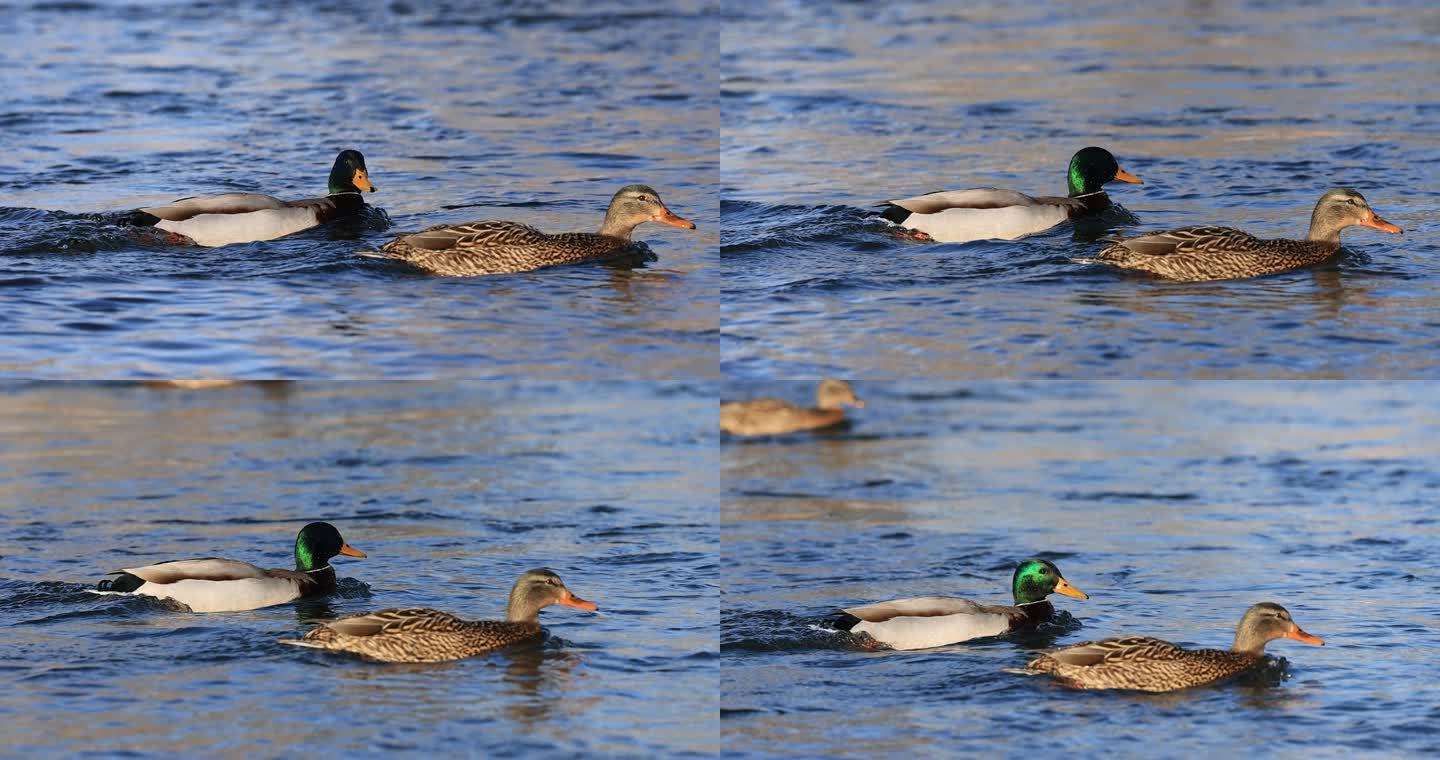 在江水里游泳的野生绿头鸭
