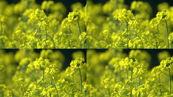 油菜花蜜蜂采蜜春意春暖花开