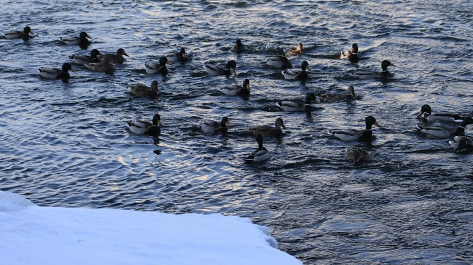 野鸭畅游在雪后的松花江