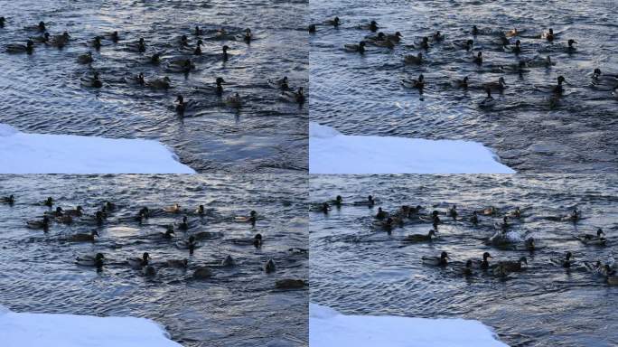 野鸭畅游在雪后的松花江