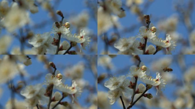 杭州塘栖梅花蜜蜂