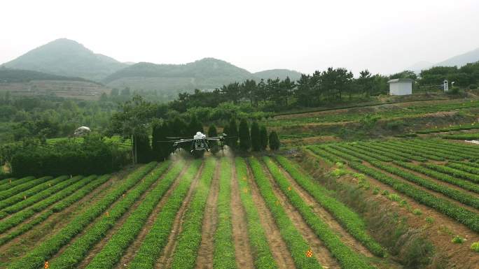 4K高清植保无人机茶田茶地喷药