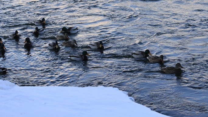 雪后松花江上的成群野鸭