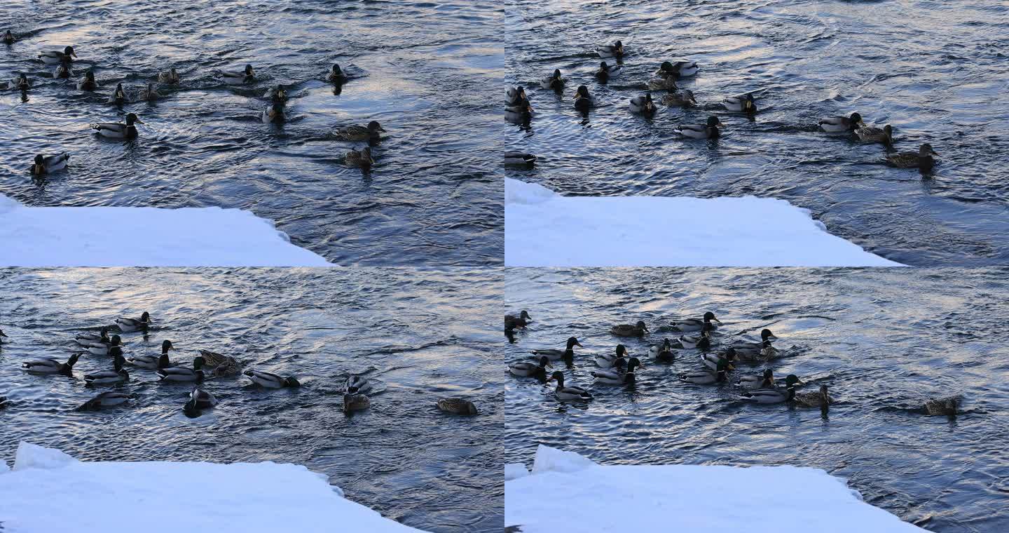 雪后松花江上的成群野鸭