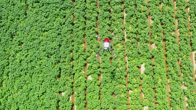 4K植保无人机土豆种植基地喷药