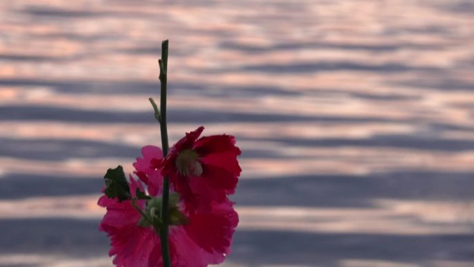 大理洱海花