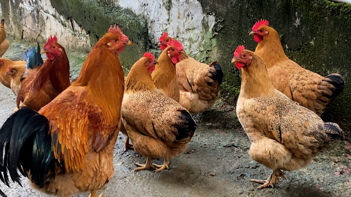 公鸡母鸡家禽农村