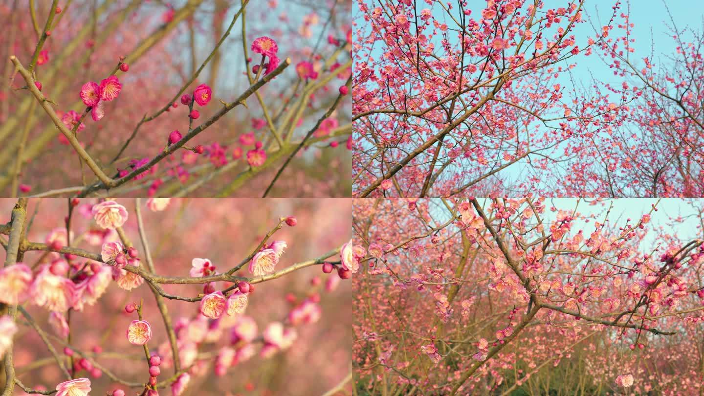 腊梅梅花林红色粉色花朵