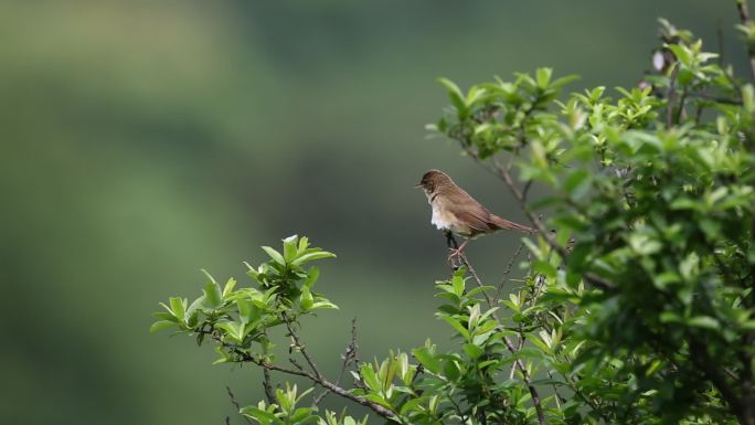 棕褐短翅莺在树枝上唱歌