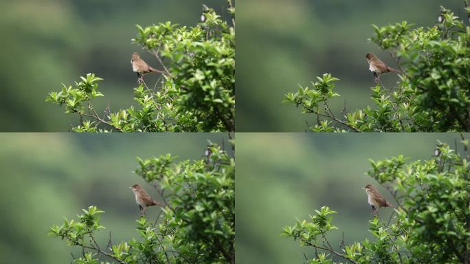 棕褐短翅莺在树枝上唱歌