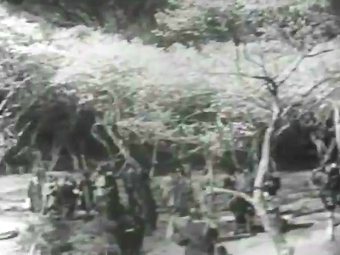 1956年日本公园 观赏樱花