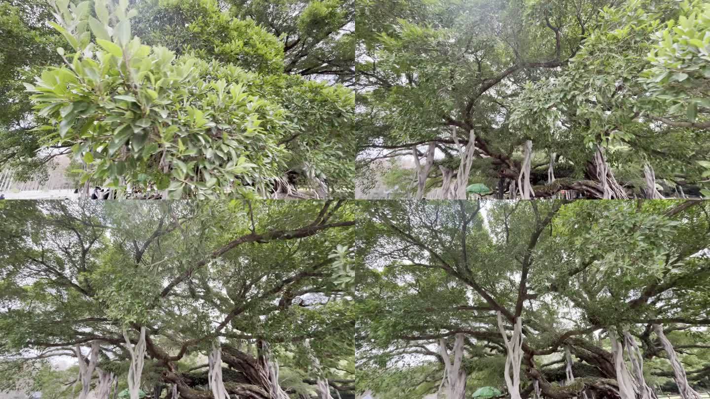 福州森林公园榕树王树冠移动拍摄素材