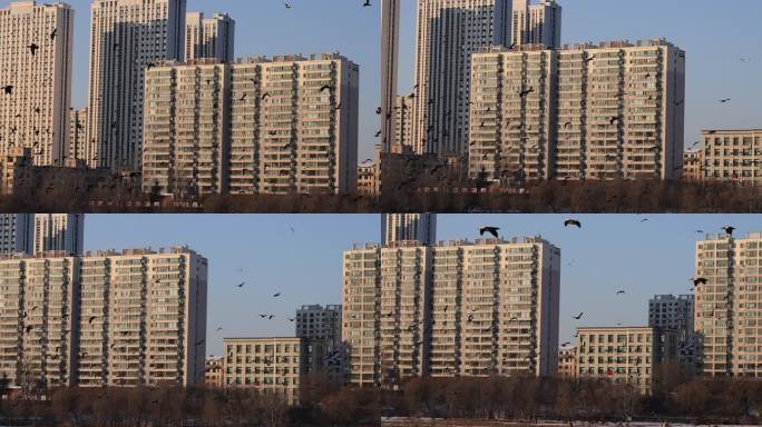 成百上千只野鸭在吉林市区飞行的升格视频