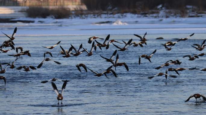 冬日吉林市松花江上的野鸭起飞的升格视频