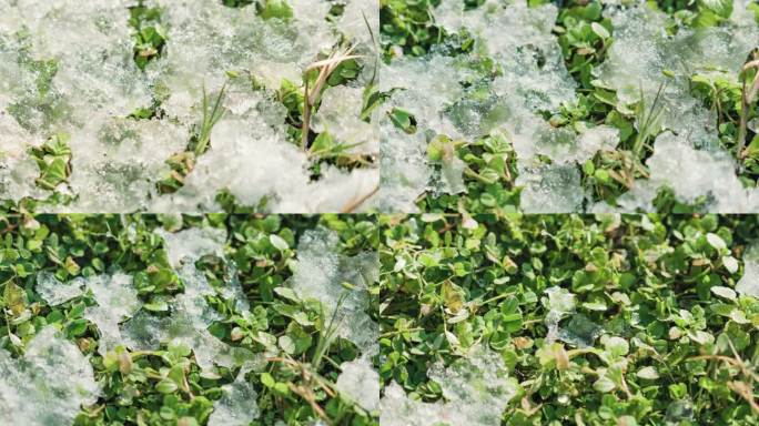 【4K】春天冰雪融化植物生长延时