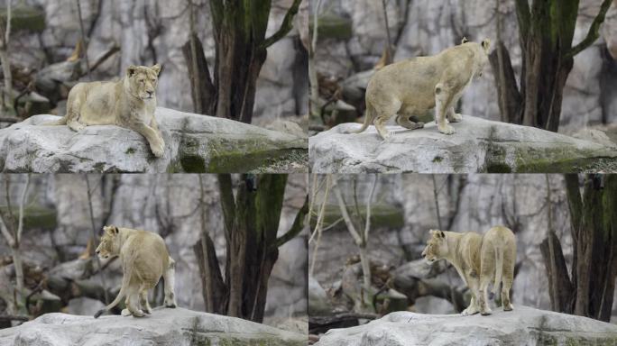 4K动物园里的母狮子转身