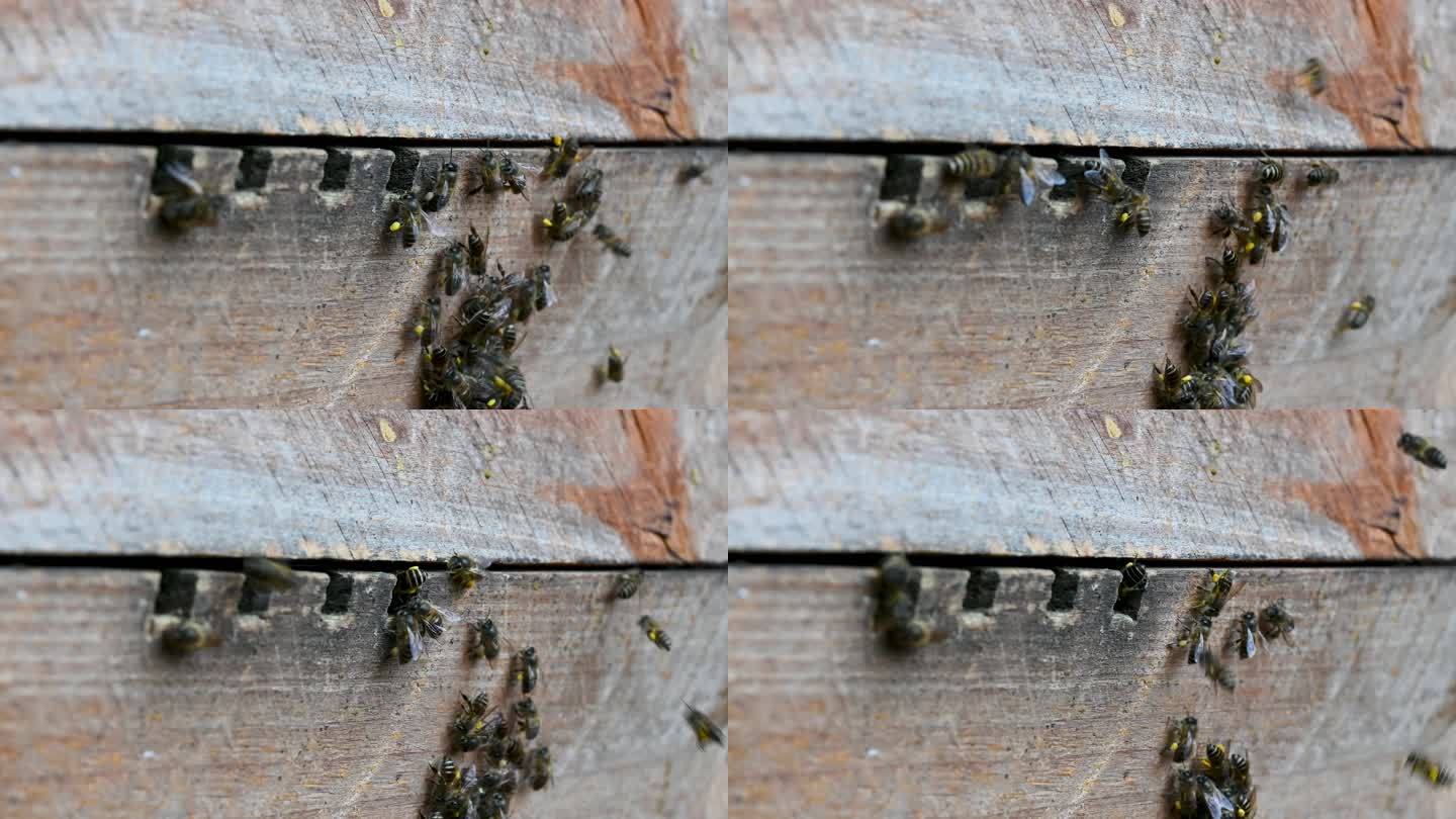 辛勤劳动的蜜蜂采蜜进出蜂箱