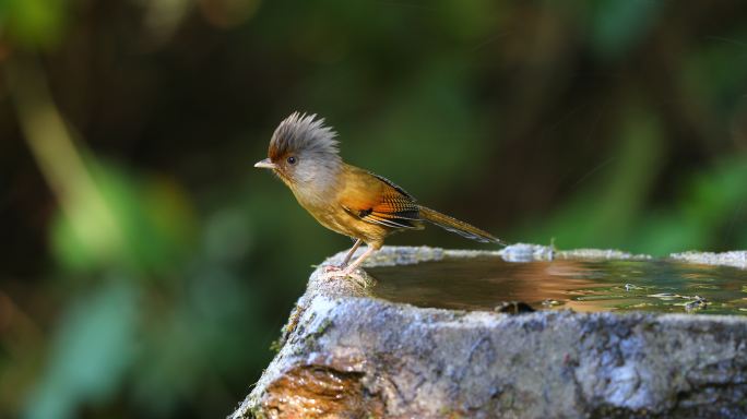 愤怒的小鸟在洗澡