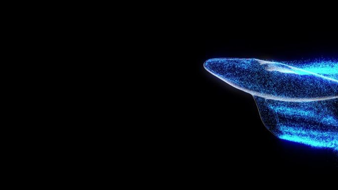 宽频粒子鲸鱼
